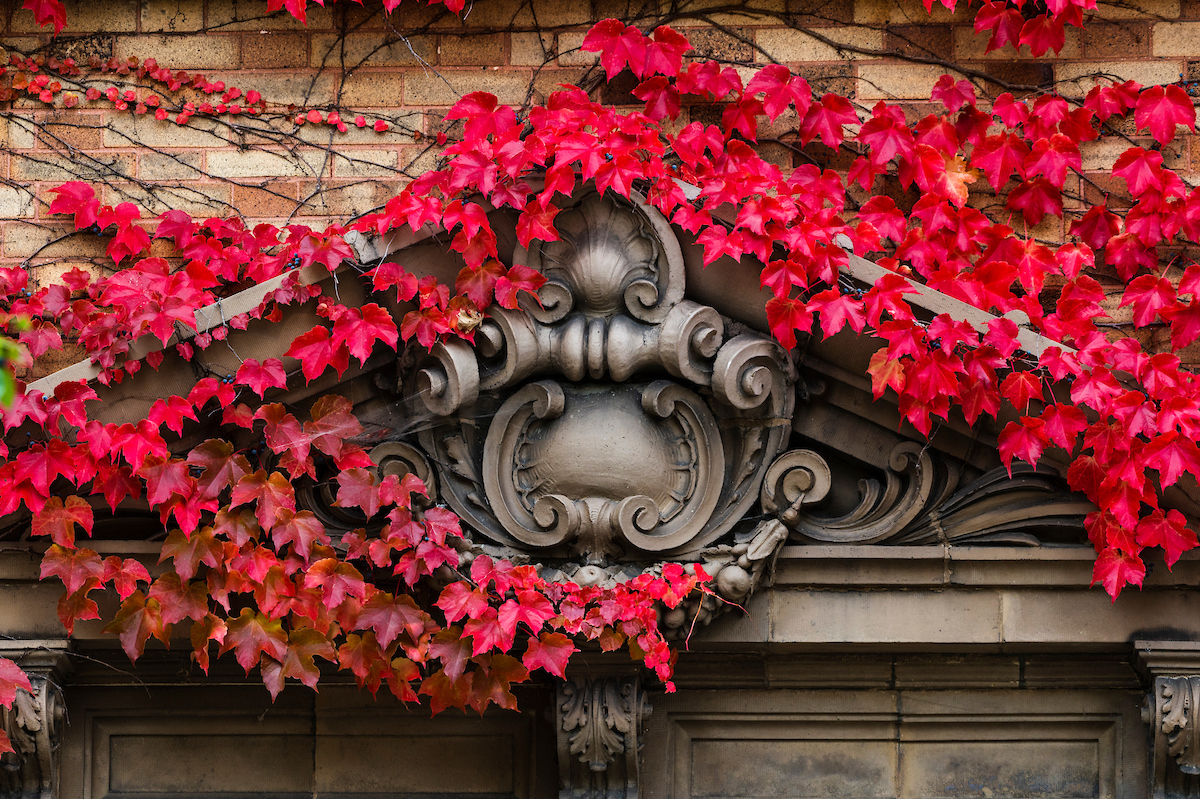 Red and fall-colored leaves of climbing ivy wrap around an ornate architectural detail on the exterior of Agricultural Hall
