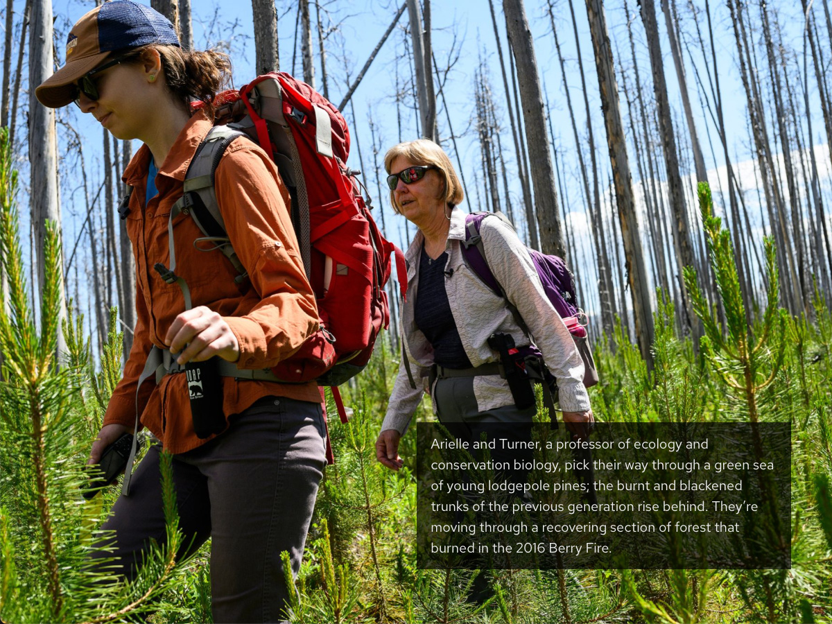 Arielle Link and Monica Turner, outfitted in layers and backpacks, walk through waist-high trees. Behind them are tall dead trees burned by a forest fire.