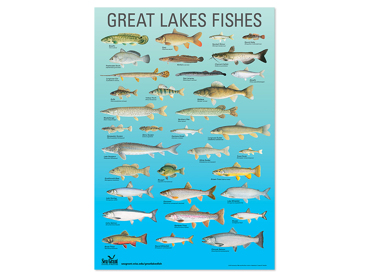 Rows of many detailed and illustrated freshwater fish on a blue background.