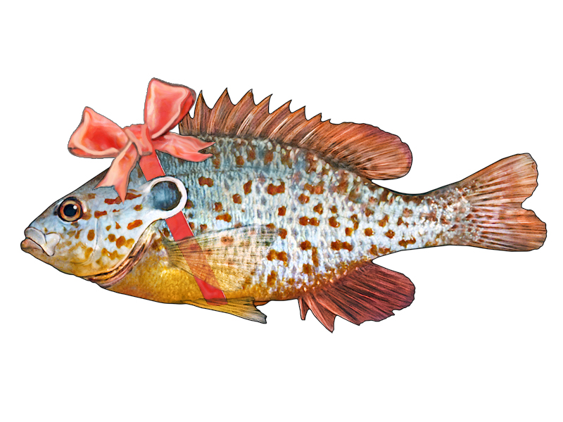 Illustration of a colorful sunfish with a red bow wrapped around it's head.