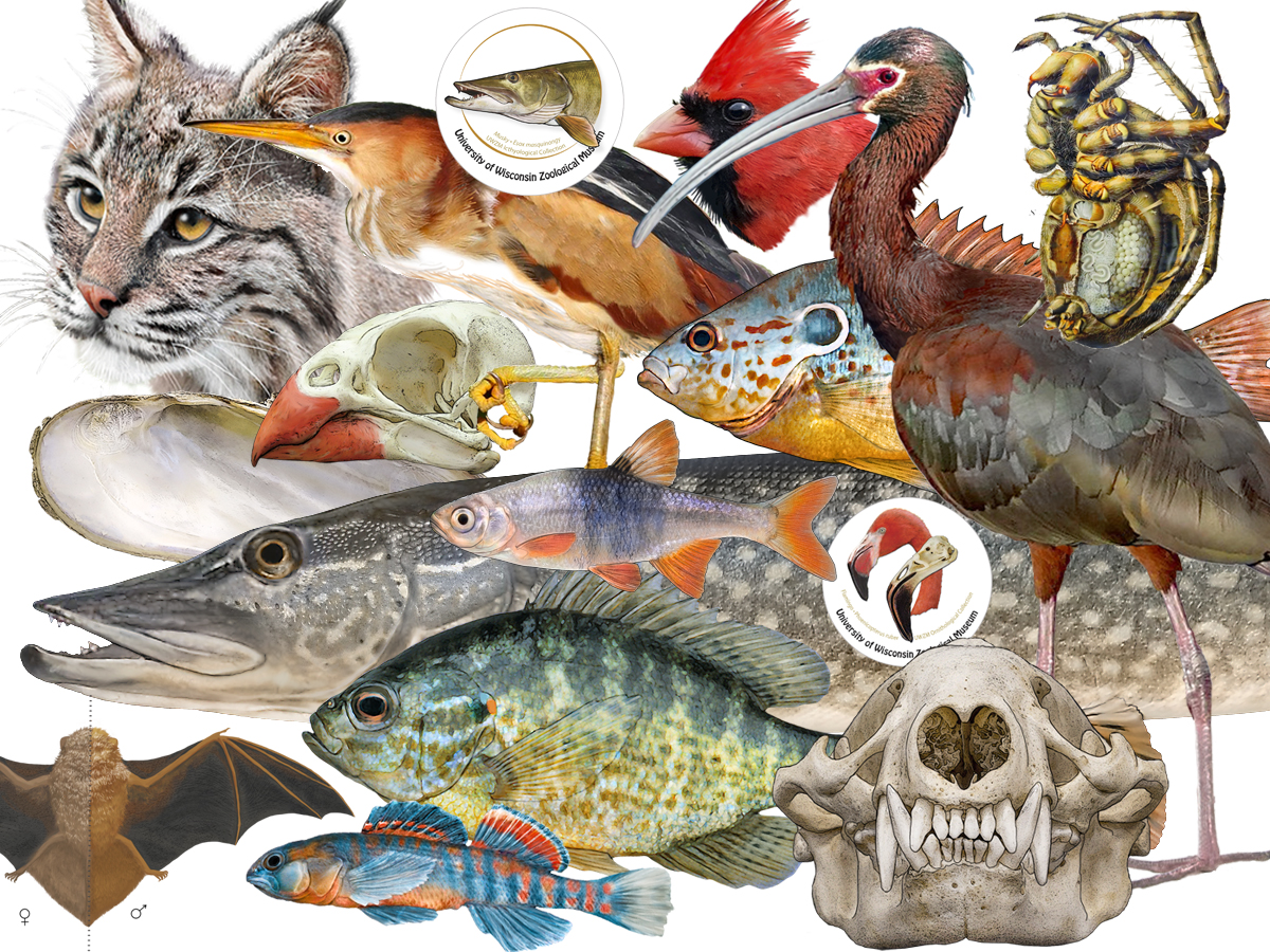 A collage of illustrated animals.