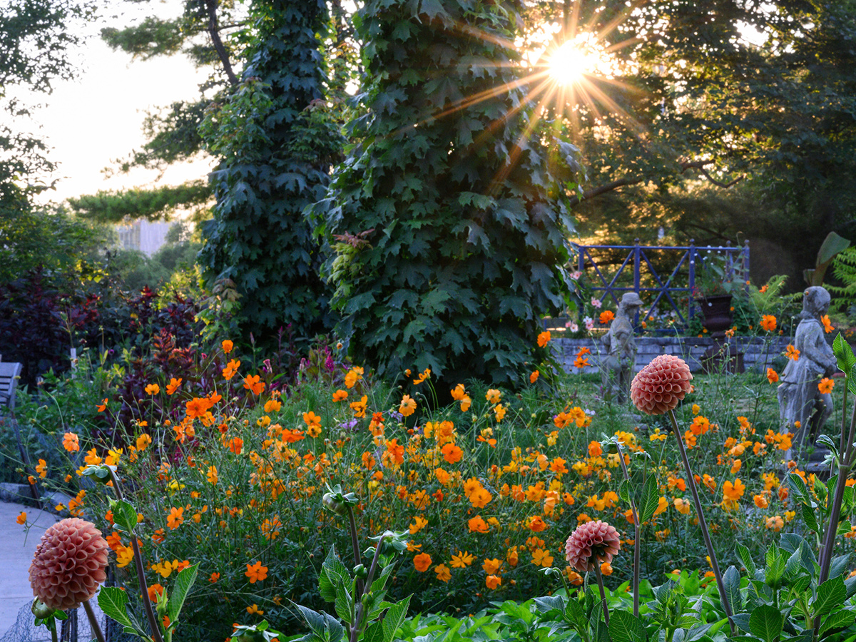 The sunset peeks through the trees to illuminate the flowers in the French Garden in Allen Centennial Garden.