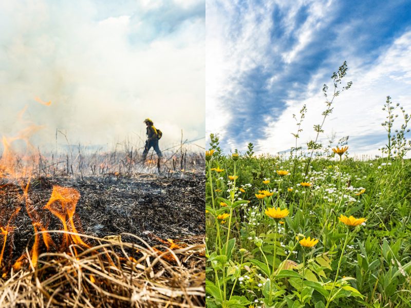 Left photo showing prairie burning with figure in background; Right photo showing a prairie in bloom