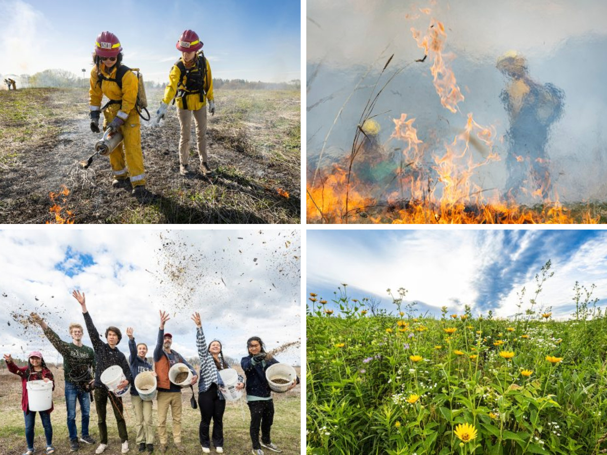 Two photos of prescribed prairie burn, one photo of students throwing seeds, and one photo of a prairie in bloom