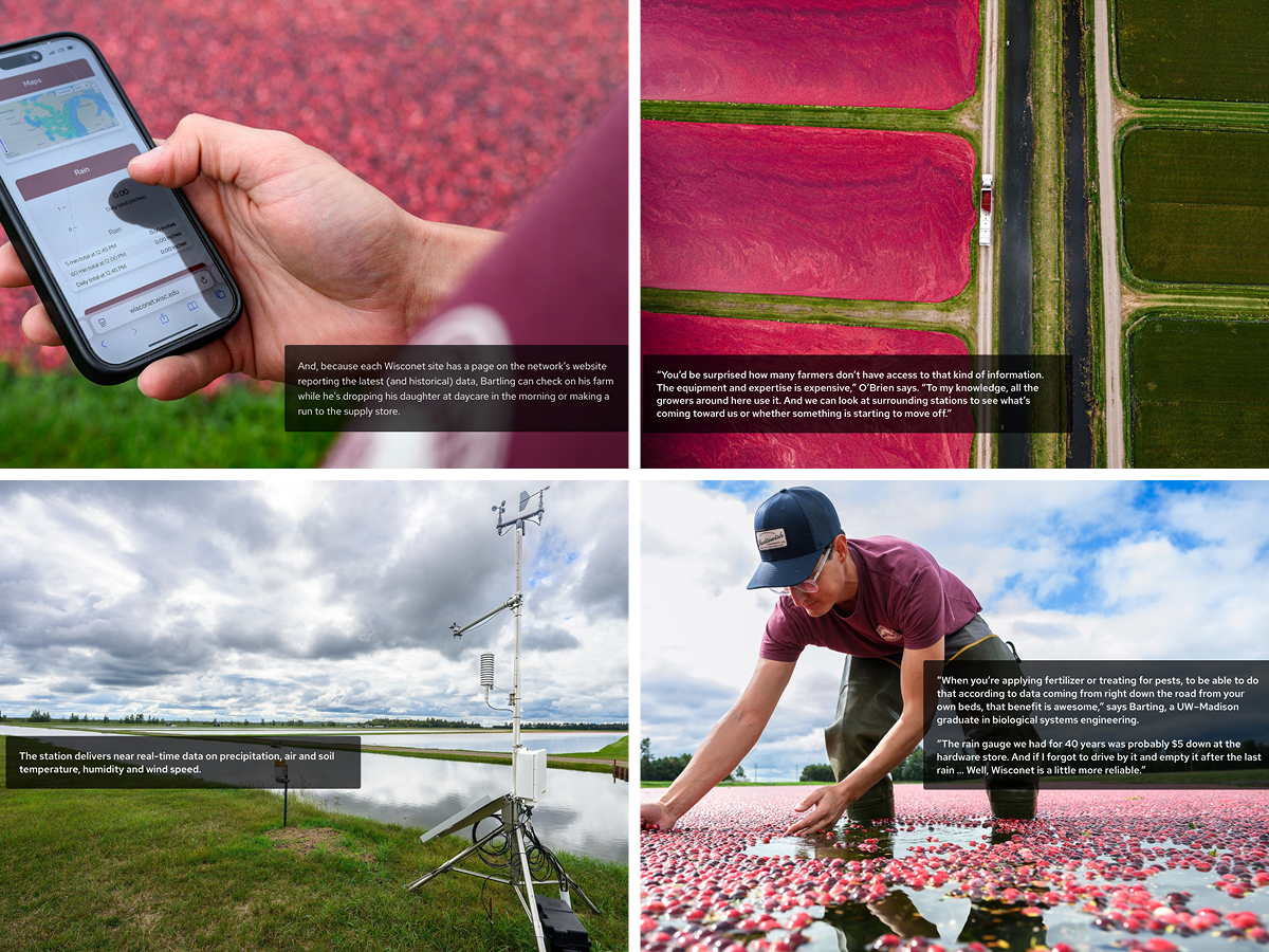 A compilation of four images showing cranberry farming scenes