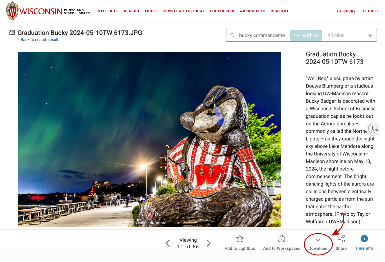 Screenshot of a photo in PhotoShelter with an arrow pointing to the download icon near the lower right-hand corner.